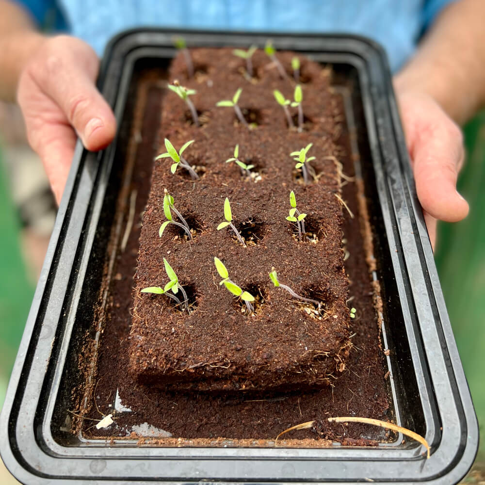 The Bird Growbar | Red Lobster Gallery