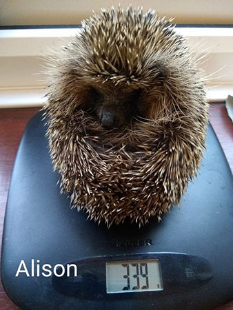 The Sheringham Hedgehog Hotel
