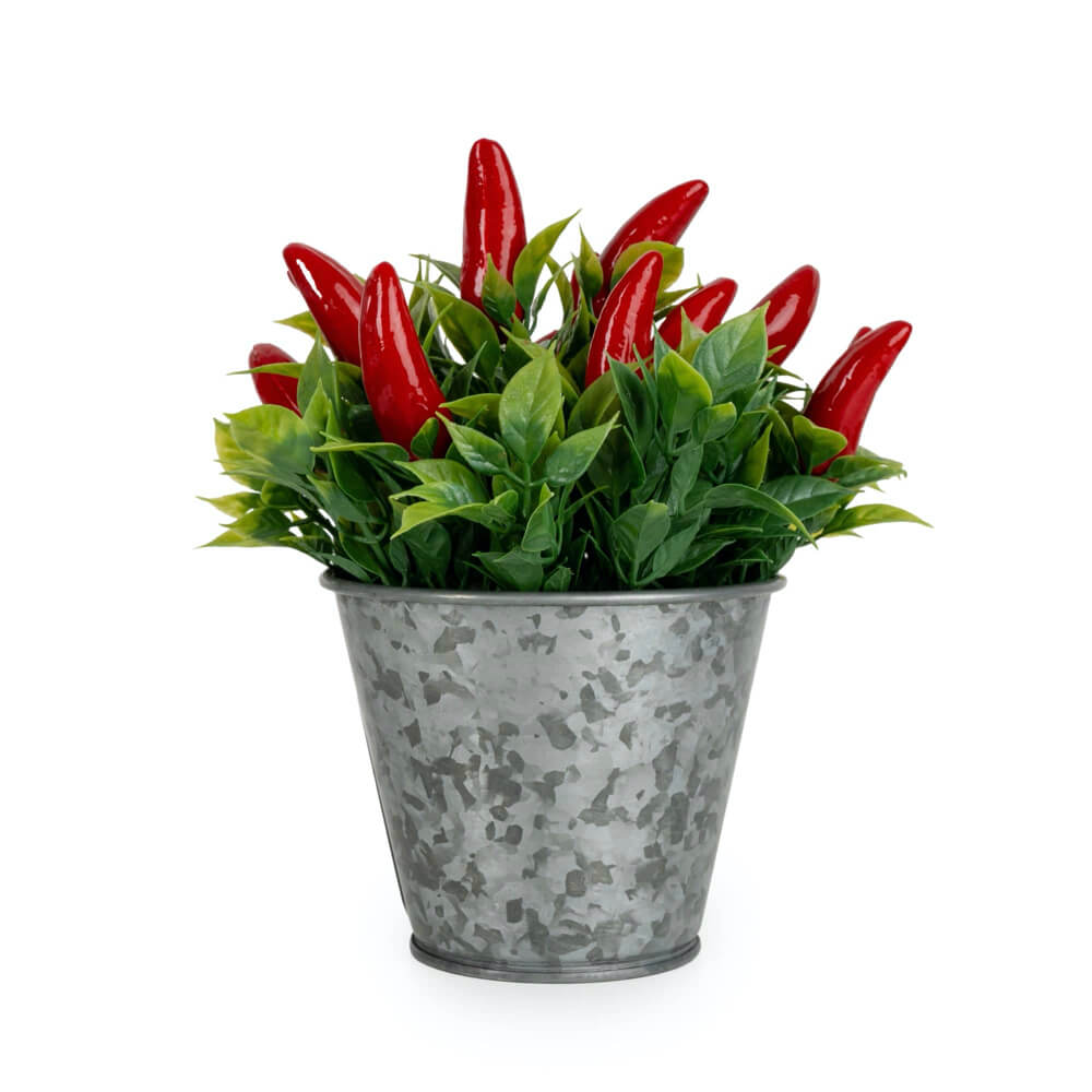 Chillies in Tin 15cm