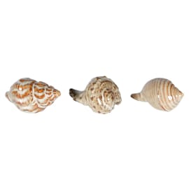 Set of 3 Seashell Ornaments | Red Lobster Gallery