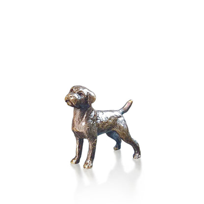 Miniature Bronze Border Terrier